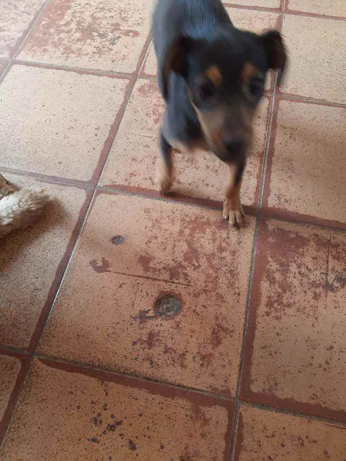 Cachorro ra a Pura idade 7 a 11 meses nome Mellisa