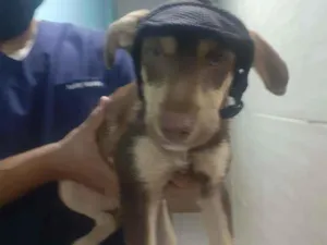 Cachorro raça SRD idade 2 a 6 meses nome Nutella 