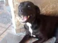 Thara