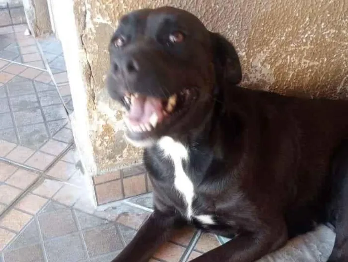 Cachorro ra a SRD idade 2 anos nome Thara