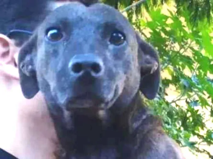 Cachorro ra a SRD-ViraLata idade 2 anos nome jacaré