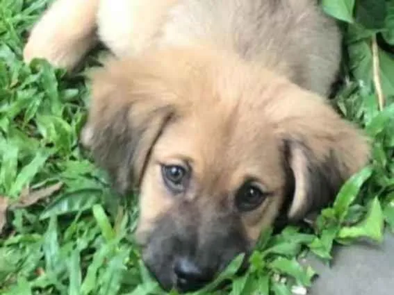 Cachorro raça Sem raça definida  idade 2 a 6 meses nome Juquinha 
