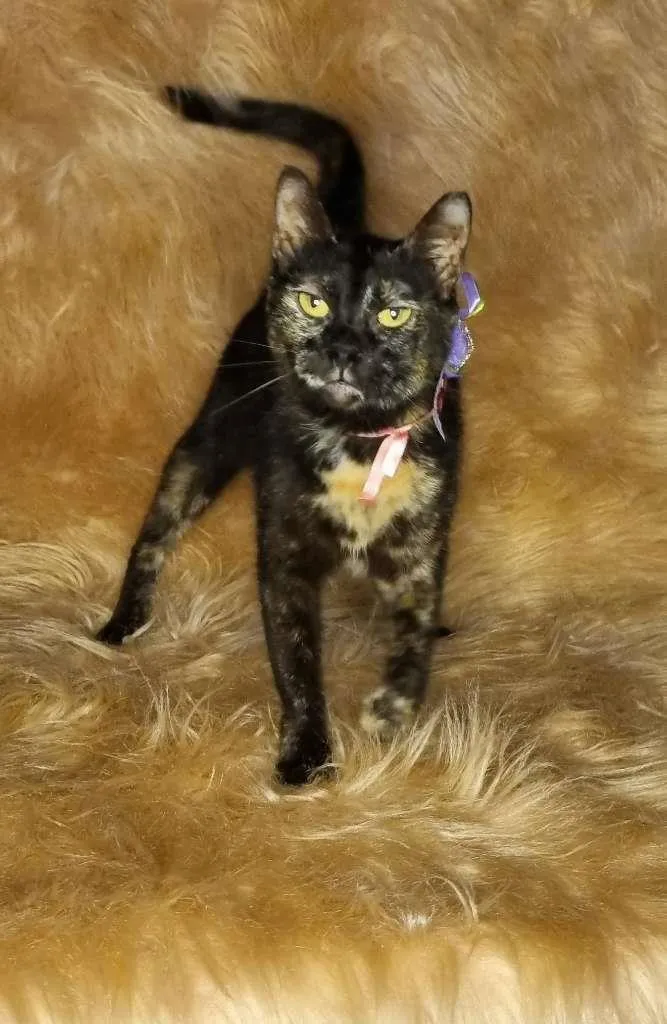 Gato raça  idade 2 anos nome Gal 23