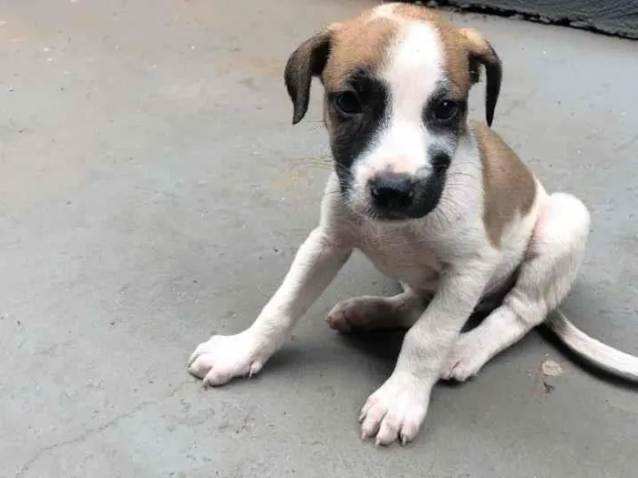 Cachorro ra a indeterminada idade Abaixo de 2 meses nome filhotes