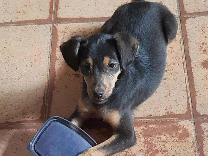 Cachorro ra a Pura idade 7 a 11 meses nome Mellisa