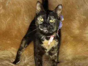 Gato raça  idade 2 anos nome Gal 23