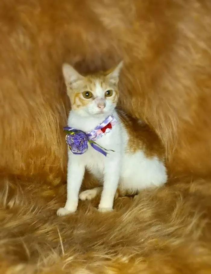 Gato raça  idade 7 a 11 meses nome Gal 36