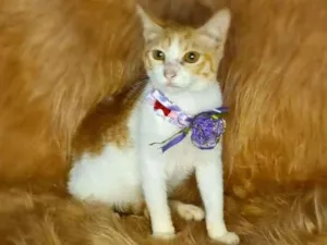 Gato raça  idade 7 a 11 meses nome Gal 36