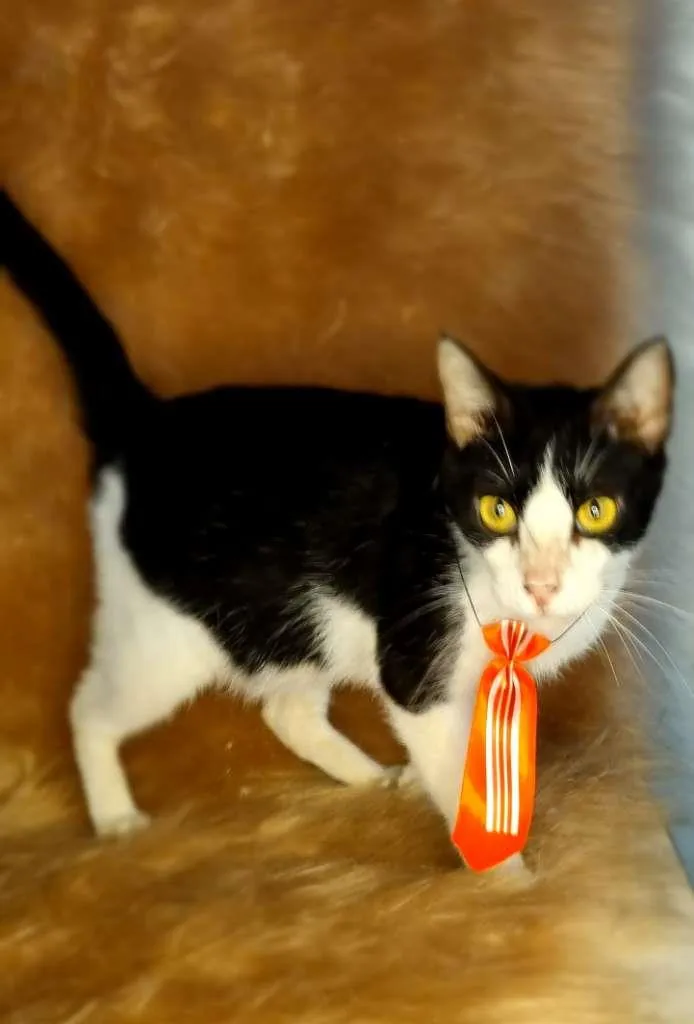 Gato raça  idade 2 anos nome Gal 40