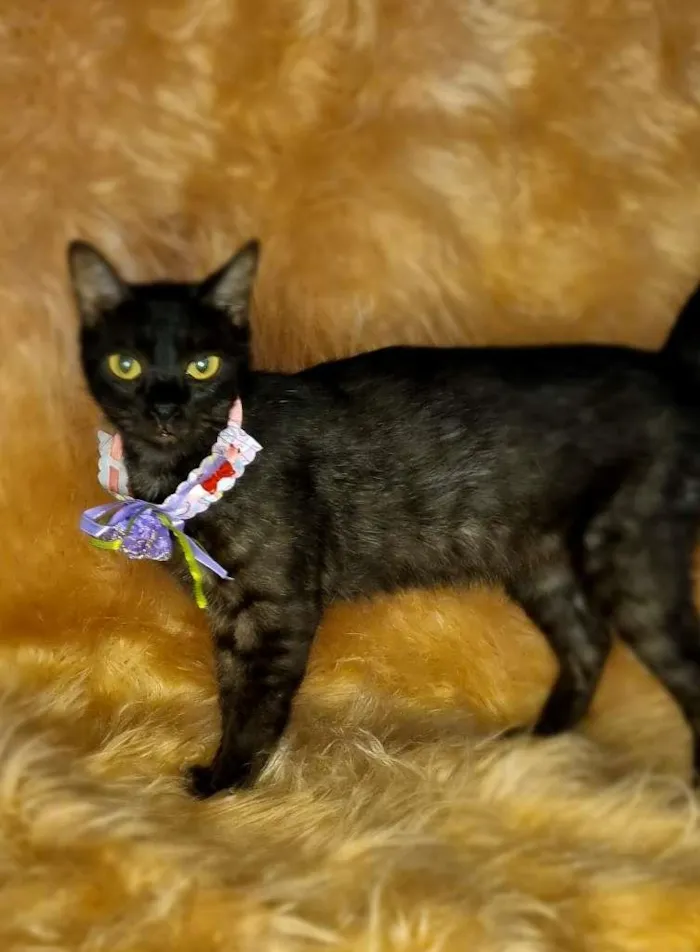 Gato raça  idade 2 anos nome Gal 41