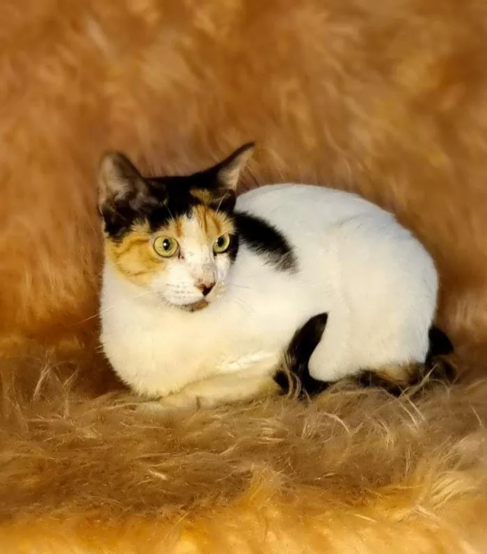 Gato raça  idade 3 anos nome Gal 44