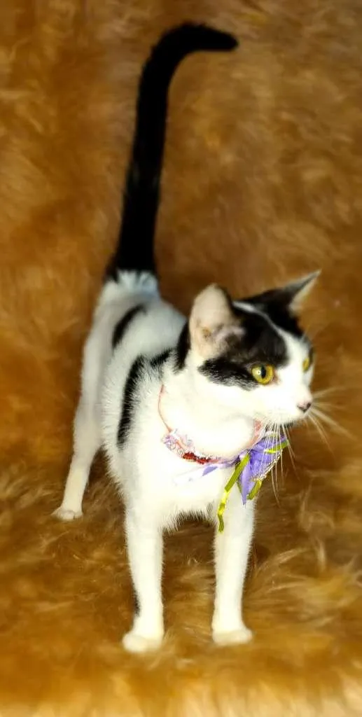 Gato raça  idade 1 ano nome Gal 94