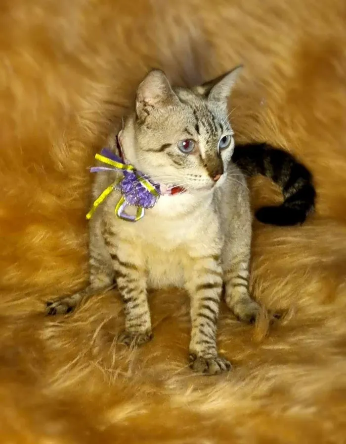Gato raça  idade 2 anos nome Gal 95