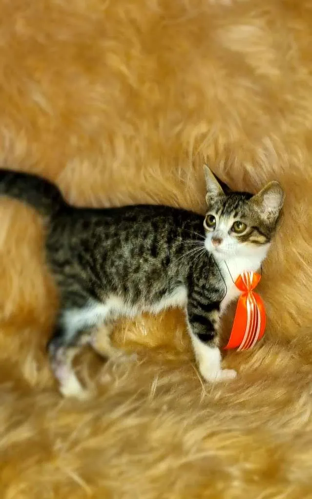 Gato raça  idade 2 a 6 meses nome Gal 122