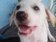 Rock,esvai, belinha