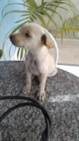 eskai, 
