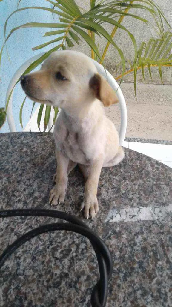 Cachorro raça Viralata idade 2 a 6 meses nome eskai, 