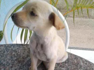 Cachorro raça Viralata idade 2 a 6 meses nome eskai, 