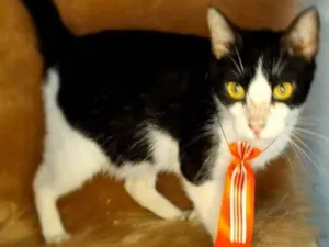 Gato raça  idade 2 anos nome Gal 40