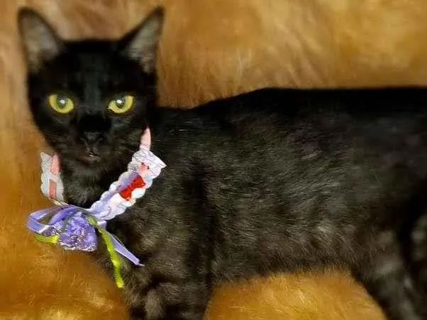 Gato raça  idade 2 anos nome Gal 41