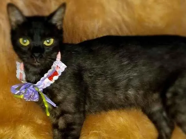 Gato raça  idade 2 anos nome Gal 41