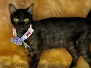 Gato raça  idade 2 anos nome Gal 41