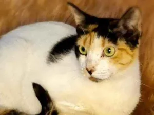 Gato raça  idade 3 anos nome Gal 44