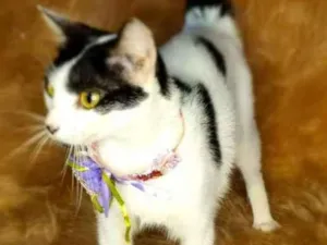 Gato raça  idade 1 ano nome Gal 94