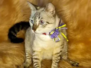 Gato raça  idade 2 anos nome Gal 95