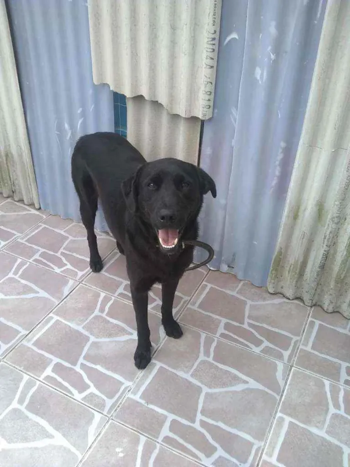 Cachorro ra a Srd idade 1 ano nome Tokio