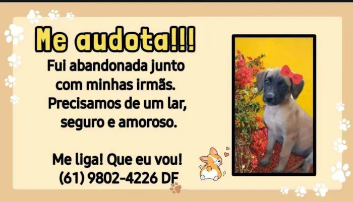Cachorro ra a Vira-lata idade Abaixo de 2 meses nome Leleca