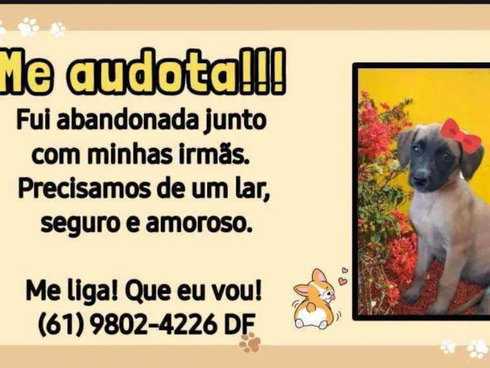 Cachorro ra a Vira-lata idade Abaixo de 2 meses nome Leleca