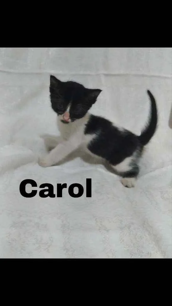 Gato raça SRD idade Abaixo de 2 meses nome .