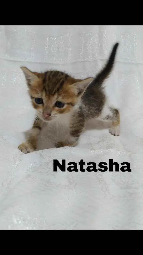 Gato raça SRD idade Abaixo de 2 meses nome .