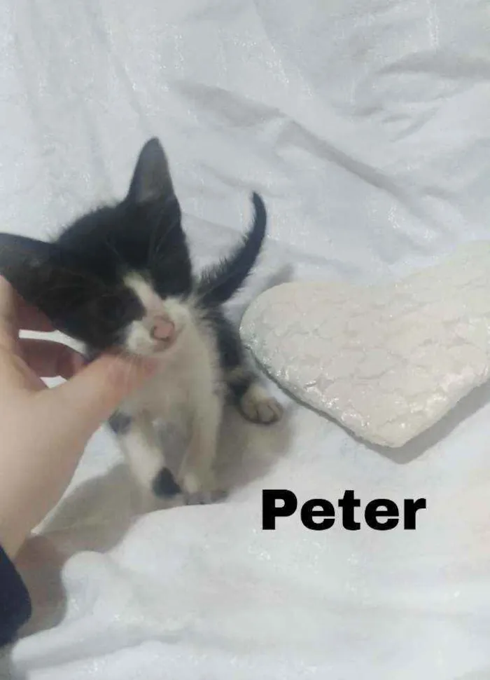 Gato raça SRD idade Abaixo de 2 meses nome .