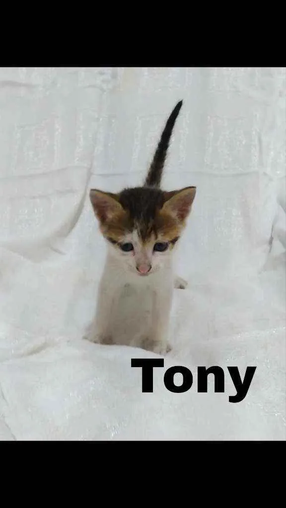 Gato raça SRD idade Abaixo de 2 meses nome .