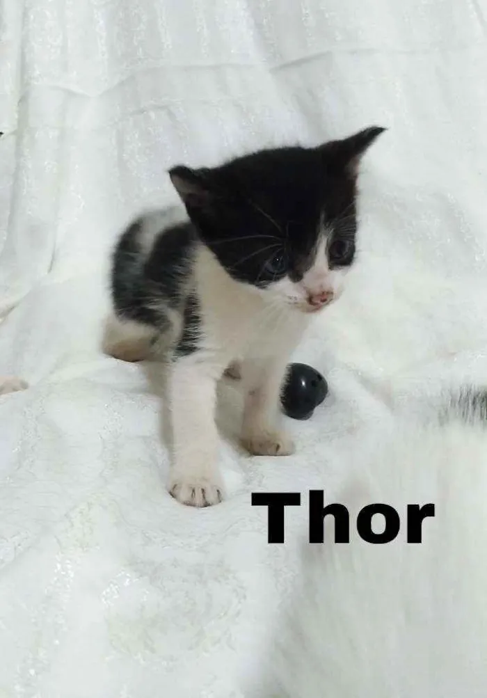 Gato raça SRD idade Abaixo de 2 meses nome .