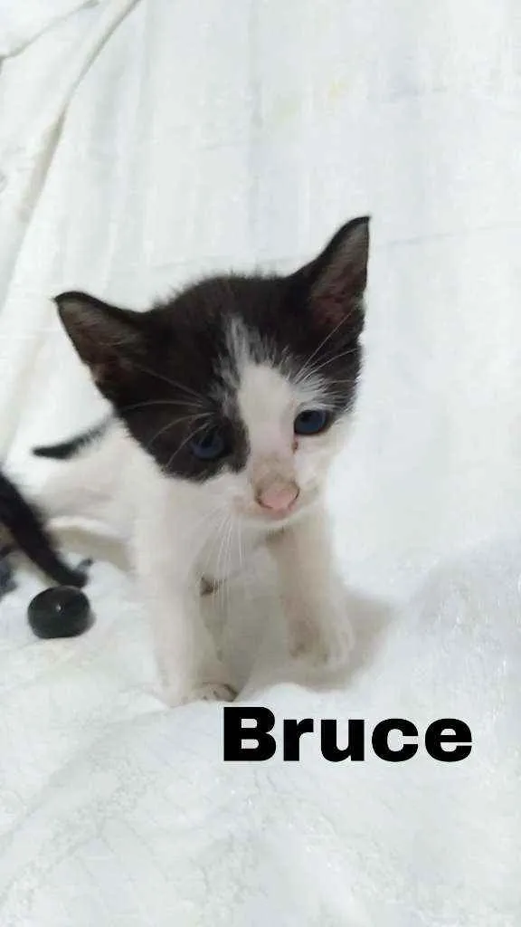 Gato raça SRD idade Abaixo de 2 meses nome .