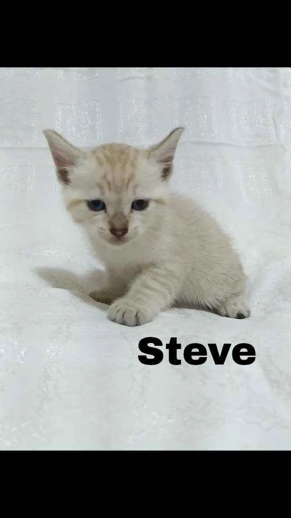 Gato raça SRD idade Abaixo de 2 meses nome .