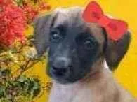 Cachorro ra a Vira-lata idade Abaixo de 2 meses nome Leleca