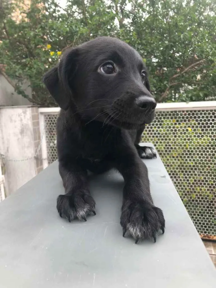 Cachorro raça SRD idade 2 a 6 meses nome Sem Nome