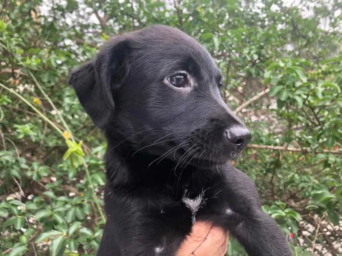 Cachorro raça SRD idade 2 a 6 meses nome Sem Nome