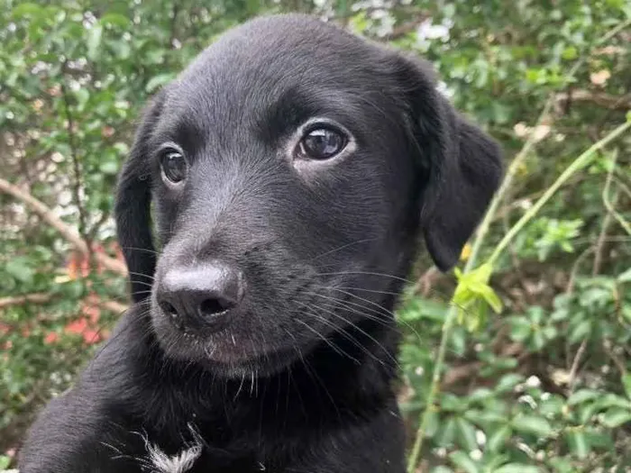 Cachorro raça SRD idade 2 a 6 meses nome Sem Nome