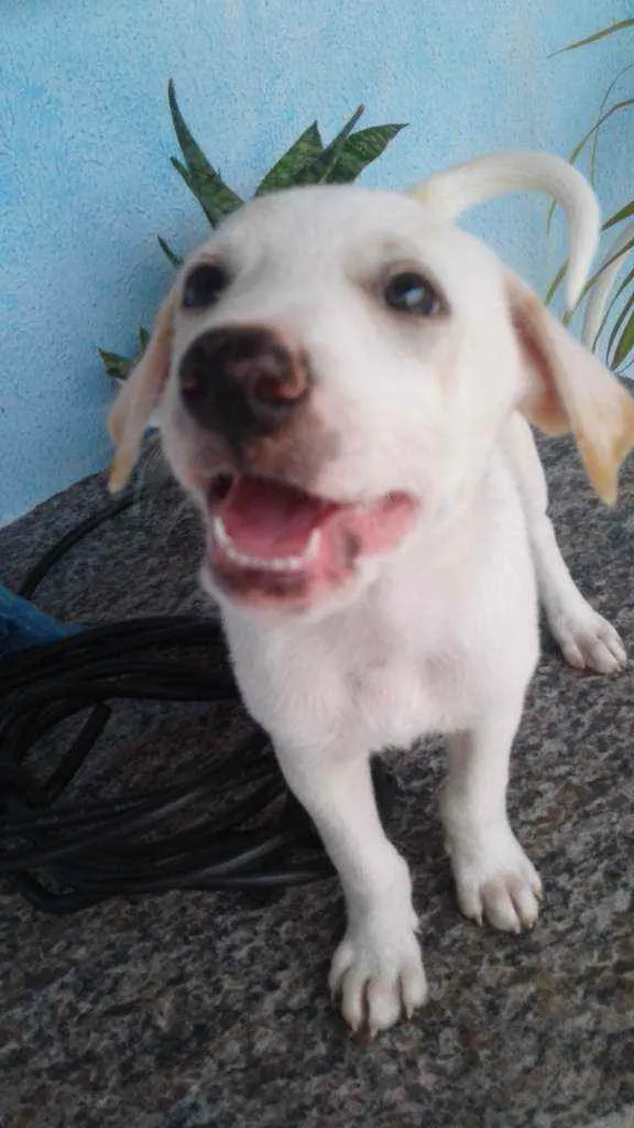 Cachorro raça Viralata idade 2 a 6 meses nome Rock,