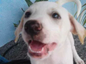 Cachorro raça Viralata idade 2 a 6 meses nome Rock,