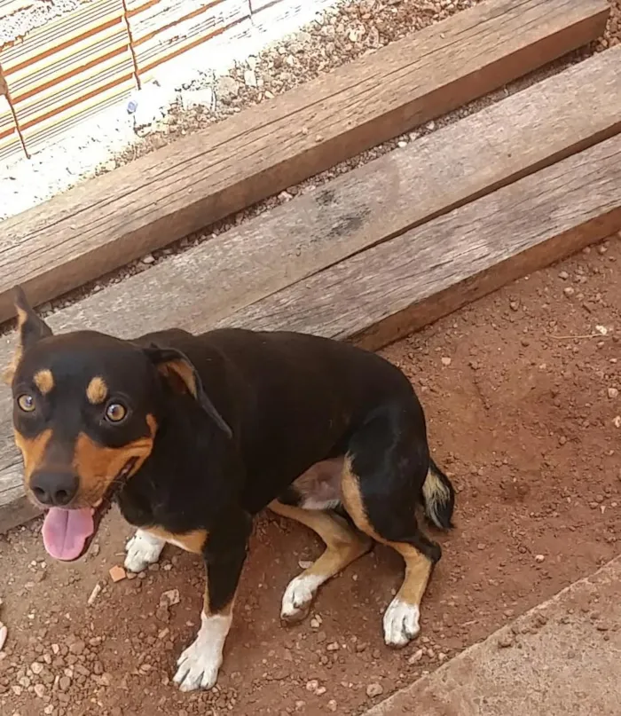 Cachorro raça Mistiço idade 3 anos nome Thor 