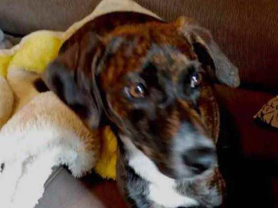 Cachorro raça Pinscher com srd idade 2 a 6 meses nome Molly bb urgente 