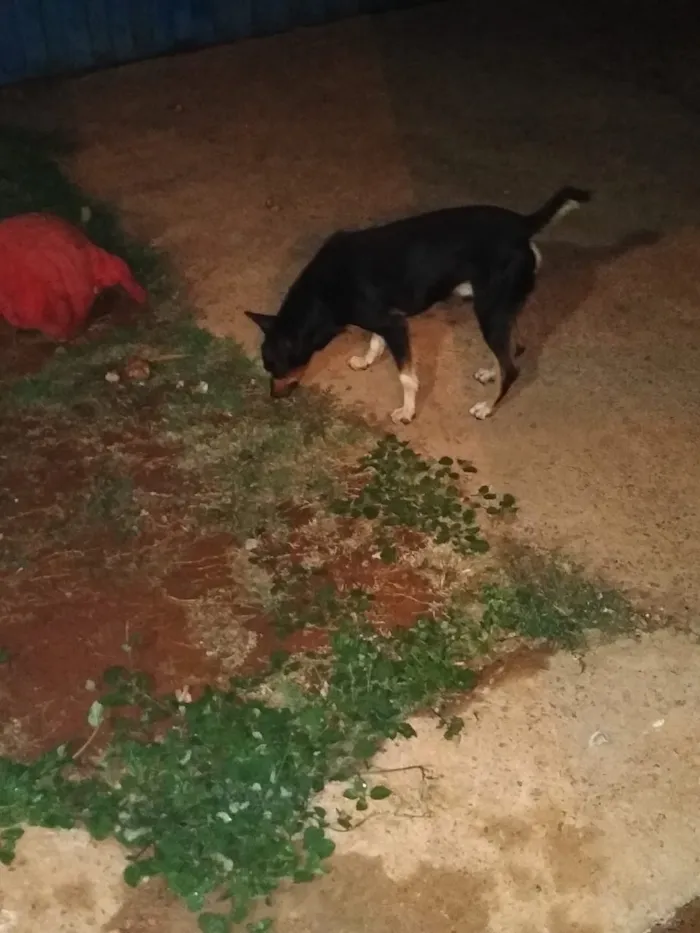 Cachorro raça Mistiço idade 3 anos nome Thor 