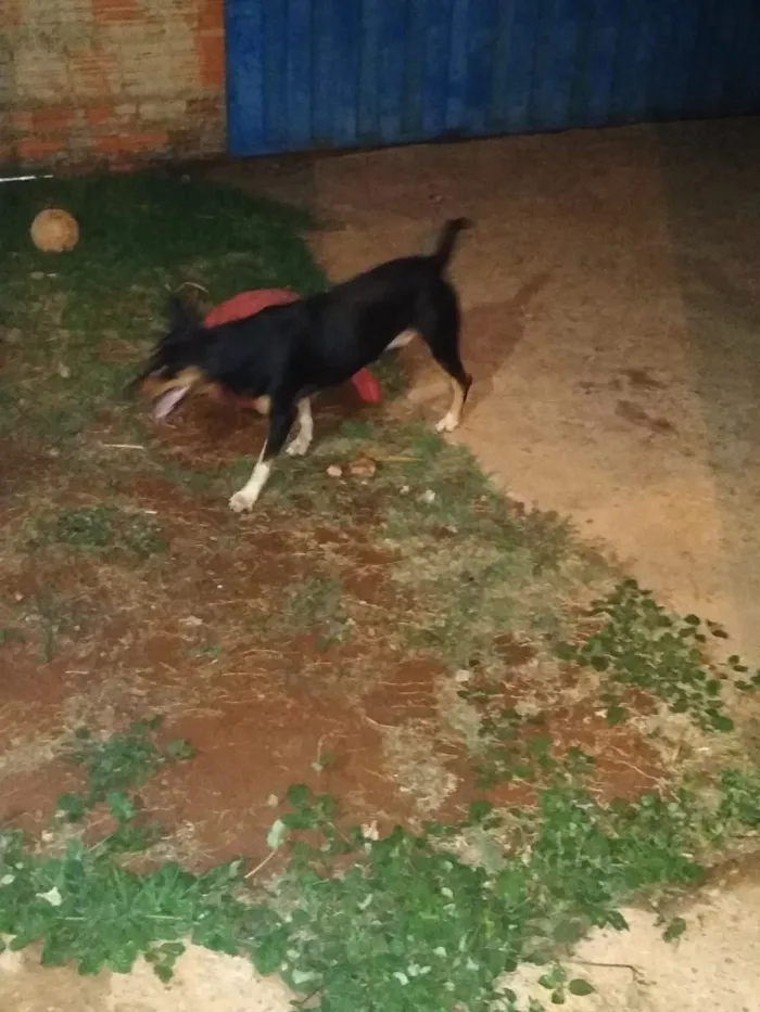 Cachorro raça Mistiço idade 3 anos nome Thor 