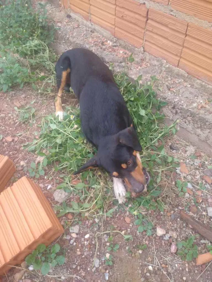 Cachorro raça Mistiço idade 3 anos nome Thor 